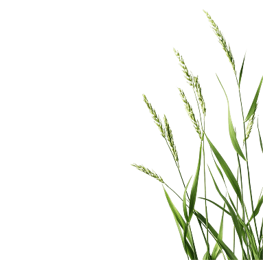 Grosso Sisal sisal icon