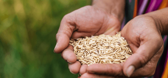 Grosso Sisal fibre processing and buyer support