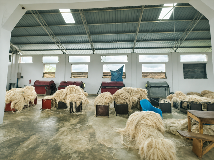 Insights image for Grosso Sisal Tanzania
