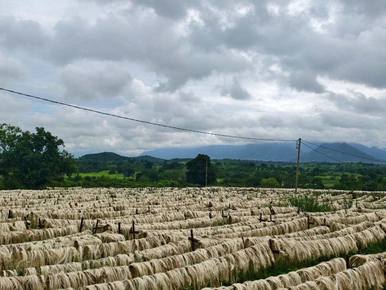 Sisal fibre grading at Hale Sisal Factory Tanzania
