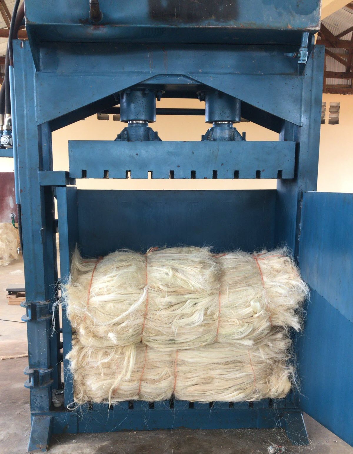 Sisal fibre brushing and grading