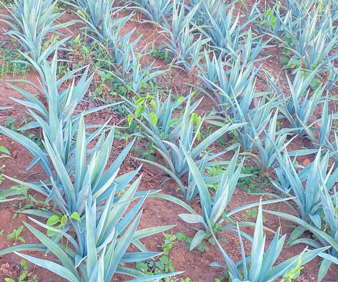 Sisal cultivation field