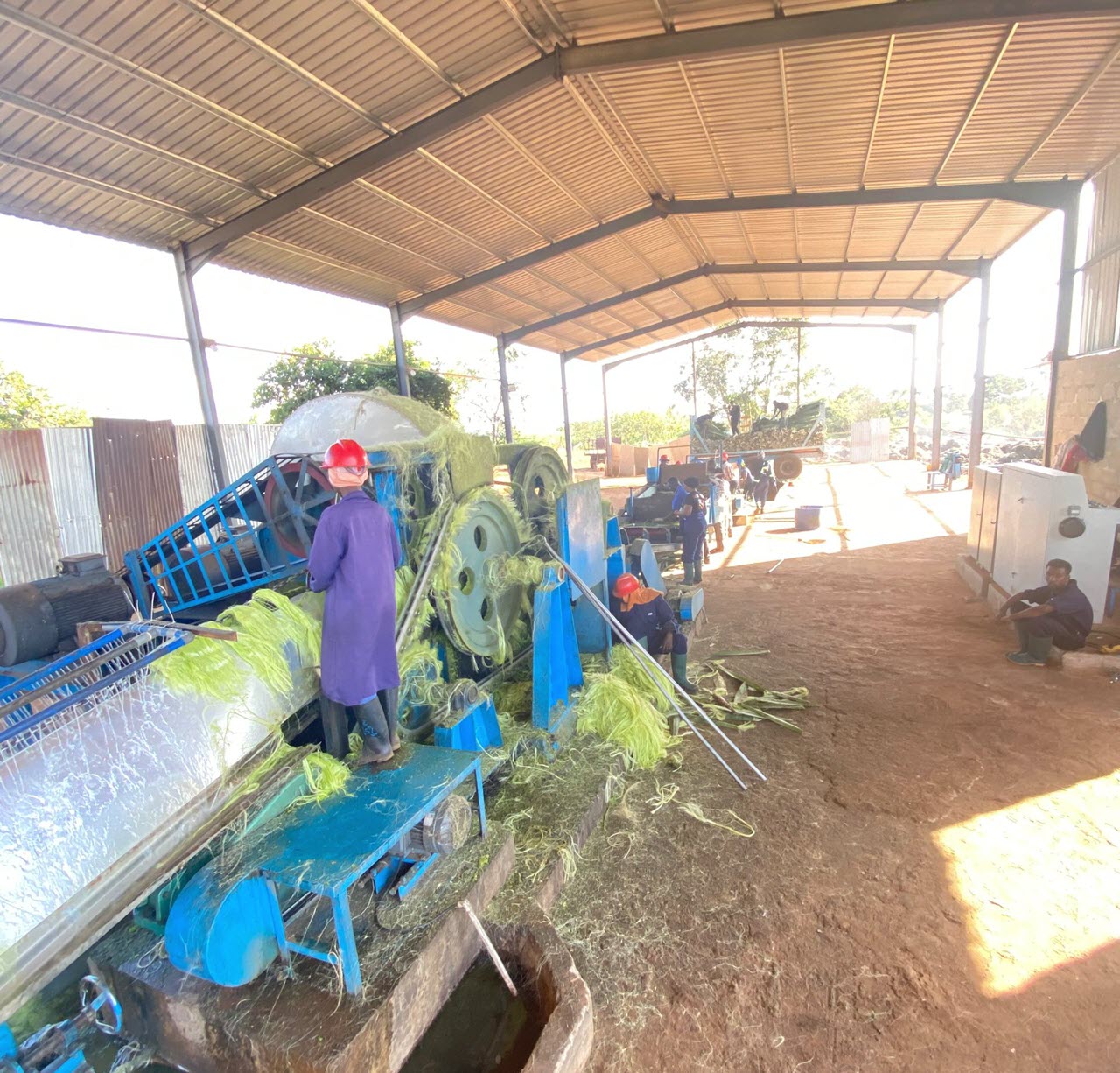 Sisal fibre washing and drying
