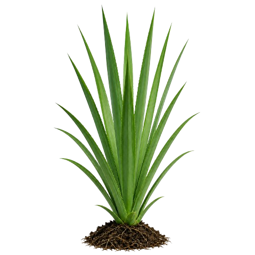 Home image for Grosso Sisal Tanzania
