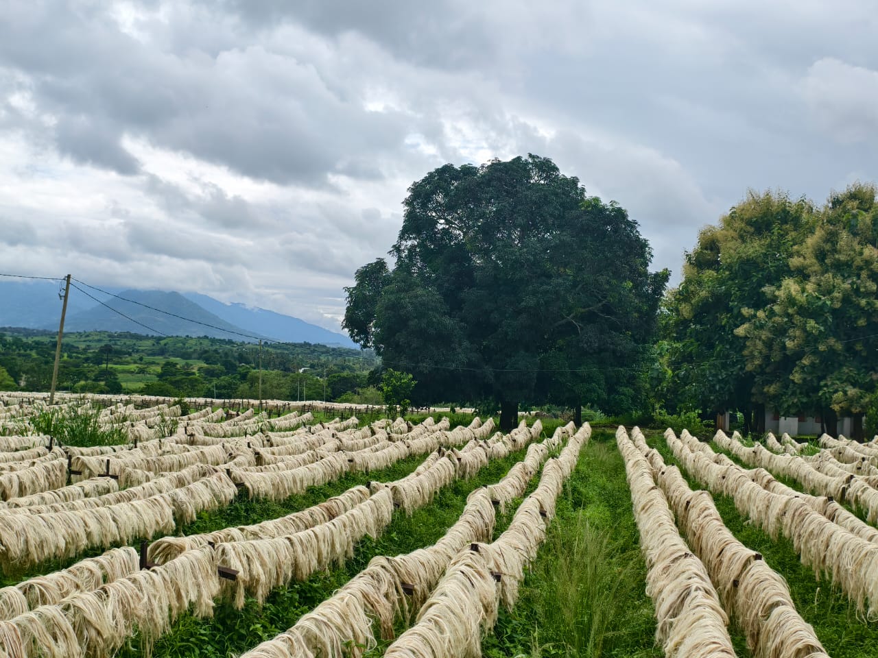 Sisal cultivation field