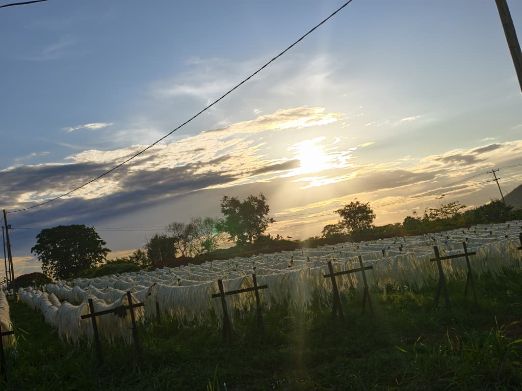 Sisal fibre drying in the field