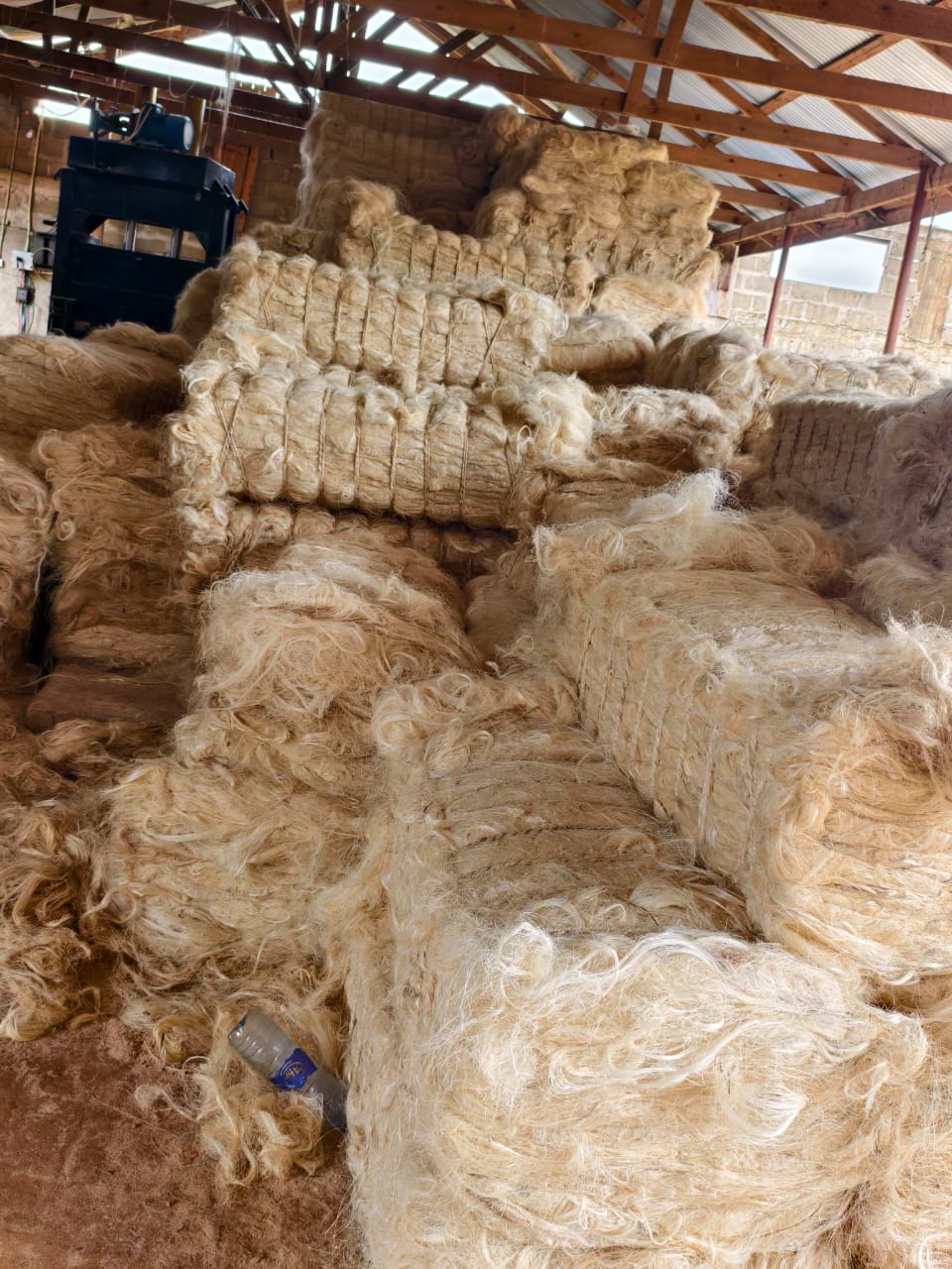 Export-ready sisal bales