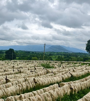 Product image for Grosso Sisal Tanzania