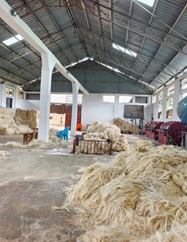 Sisal fibre grading at Hale Sisal Factory Tanzania