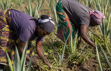 Sisal cultivation field in Tanzania