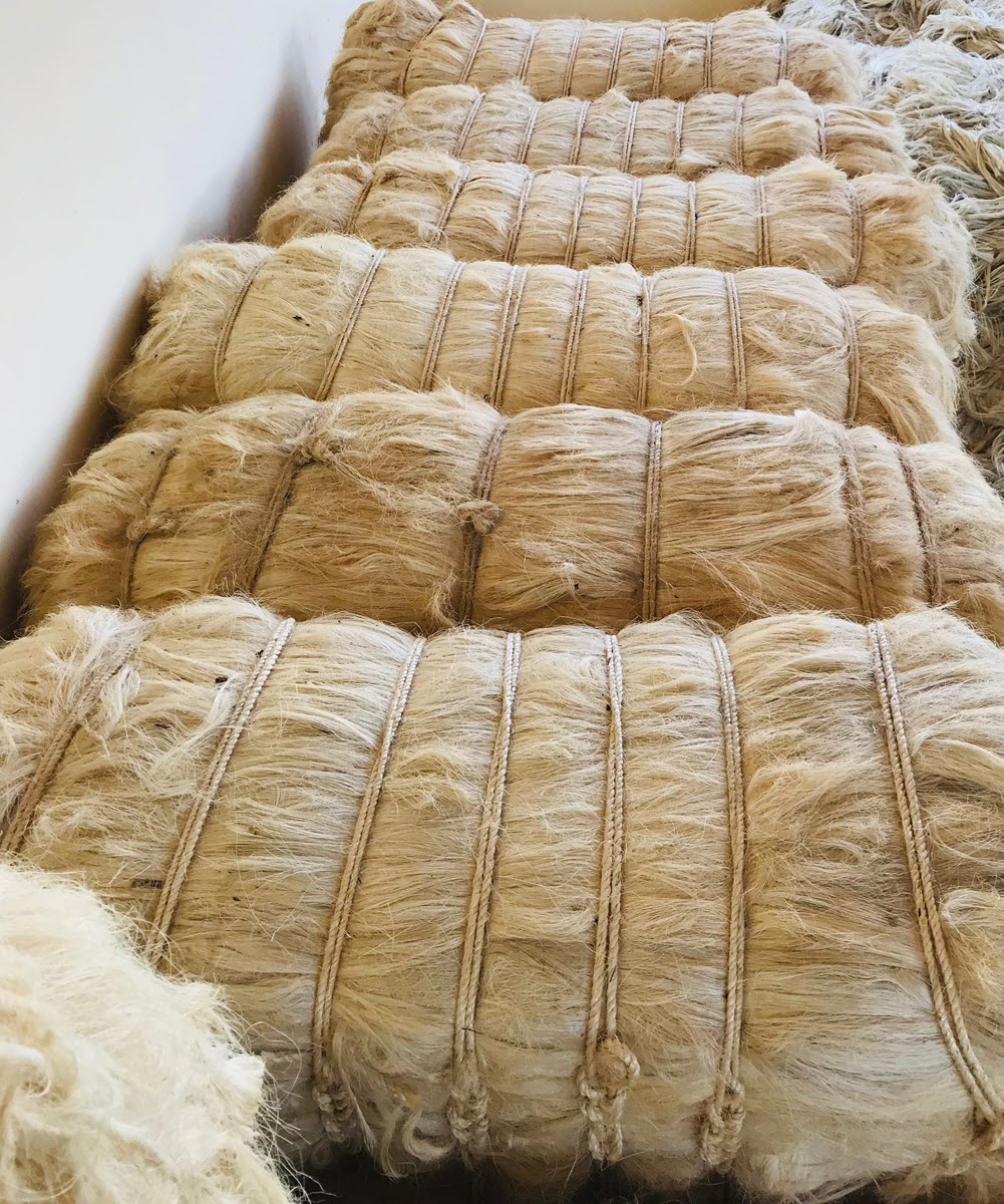 Sisal fibre processing